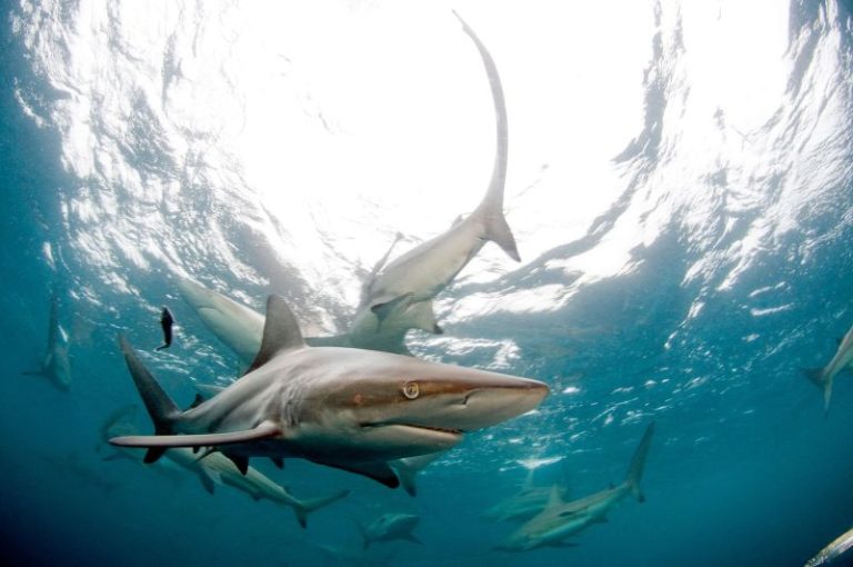 Shark attacked tourist as she tried to take its picture in Turks and Caicos, authorities say