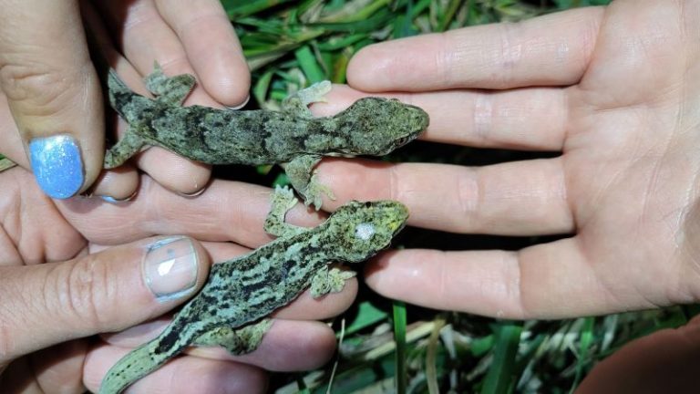 These 60-year-old geckos could be the world’s oldest
